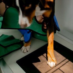 Zu sehen ist die Durchführung einer Röntgenaufnahme der linken Vorderpfote eines Hundes. Die Pfote steht hierfür auf der Platte und der Hund wird von zwei Personen für die Aufnahme fixiert. Beide Menschen tragen Röntgenhandschuhe aus Blei.