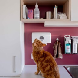 Zu sehen ist die Arbeitsfläche eines Behandlungs-/Vorbereitungsraumes. Die Wand ist rot gestrichen und es ist ebenfalls ein Ausschnitt eines Wandregals sichtbar. Man sieht im Vordergrund den Ausschnitt eines in die Arbeitsfläche eingelassenen Waschbeckens und an der Wand einen Seifen- und Desinfektionsmittelspender. Zentral im Bild sitzt eine rot-getigerte Katze auf der Arbeitsplatte und schaut in Richtung des Wandregals.